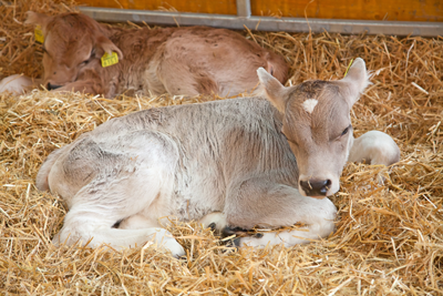 How to Raise A Dairy Calf Image